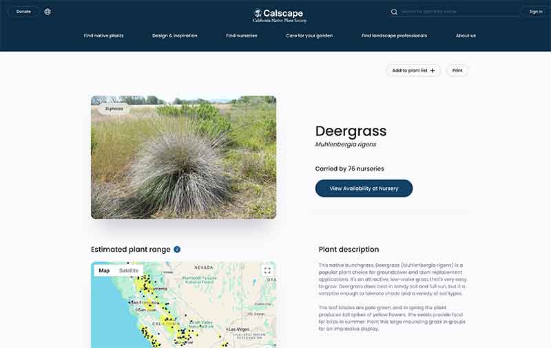 Sun Valley Jose Mier native plant deergrass