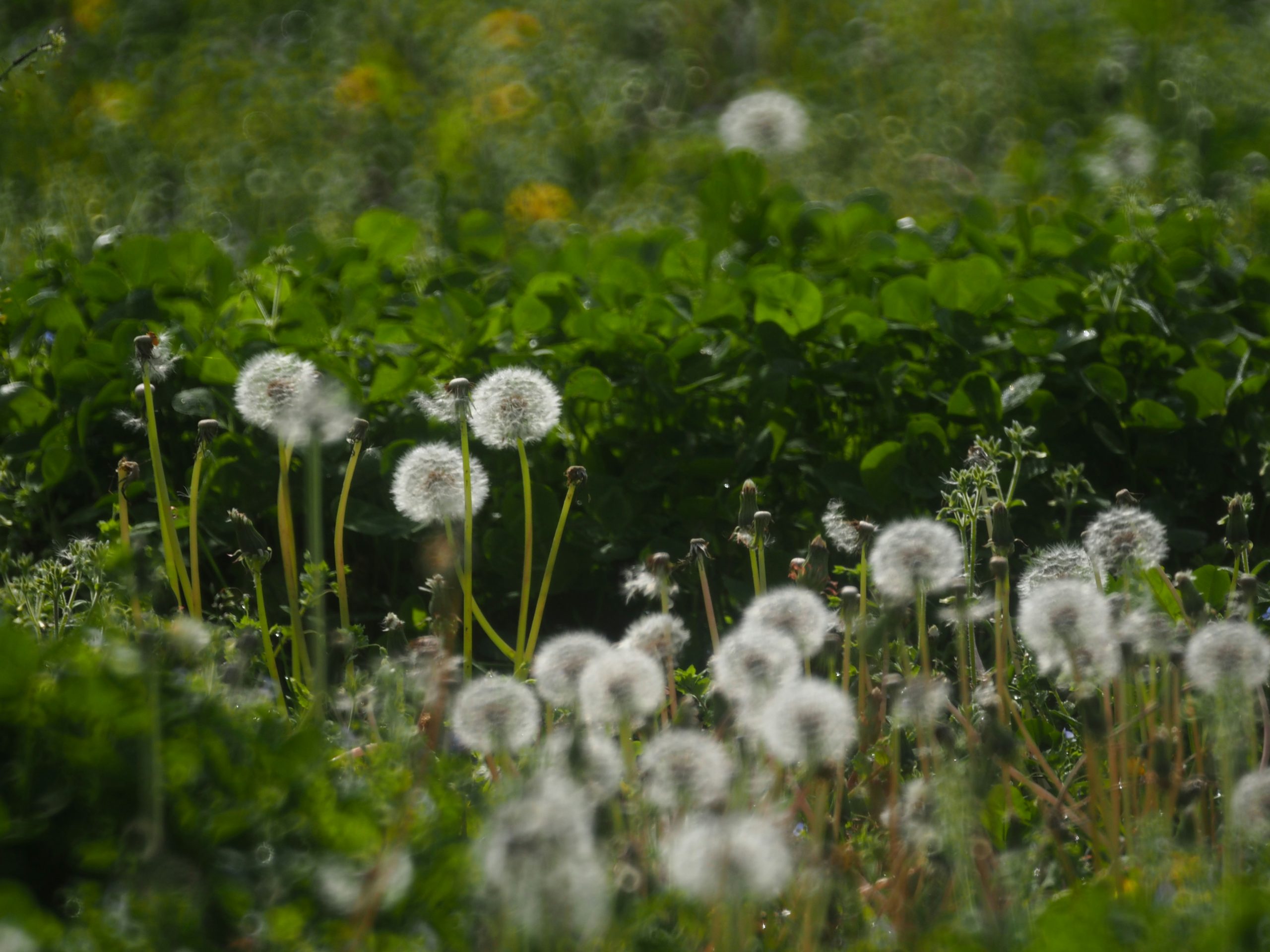 Fluffy dandelion seed heads in Sun Valley Jose Mier